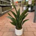 Havisaba 'Aubrytniana Dragon' P14/55cm