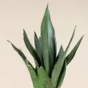 Havisaba Dark Diamond 21Ø 60cm