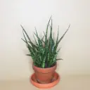 Havisaba luxury valik P8/20cm