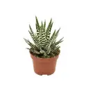 Havortia 'Big Band' P10,5/17,5cm