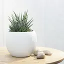 Havortia valik 8,5/15cm