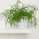 Helmekaktus Kirbergii 14Ø 35cm