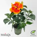 Rooshibisk topeltõieline valik P13/35cm