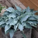 Hosta Waterslide C2