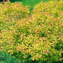 Jaapani enelas 'Goldflame' C5