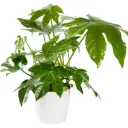 Jaapani fatsia P12/40cm