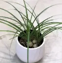 Käändbokarna pall 12Ø 30cm