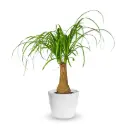 Käändbokarna tüvel 24Ø 90cm