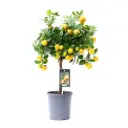 Kalamondiinipuu 19Ø 70cm