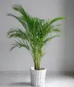 Kollakas kuldviljakpalm P21/110cm