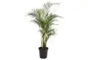 Kollakas pisipalm