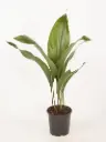 Kõrge lehtliilia 13Ø 50cm