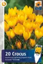Krookus 'Grand Yellow' 20tk 8/9