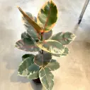 Kummi-viigipuu 'Belize' P17/55cm