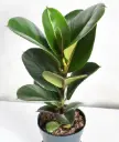 Kummi-viigipuu 'Robusta' P17/65cm