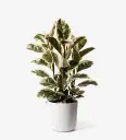 Kummi-viigipuu 'Tineke' P17/55cm