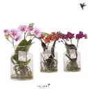 Kuuking 'Root' 3-vart P16/50cm 