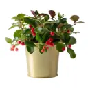 Lamav talihali Big Berry 12Ø 20cm