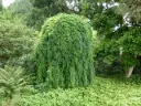 Leina-läätspuu 'Pendula' C16 Pa 160-180