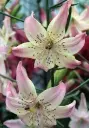 Liilia 'Corsage' 2tk 16/18