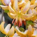 Liilia 'Guinea Gold' 2tk 14/16