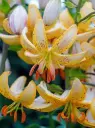 Liilia 'Guinea White' 2tk 14/16