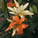 Liilia 'Must See' 2tk 14/16