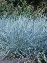 Liiv-vareskaer  Blue Dune 19Ø 50cm