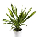 Lõhnav draakonipuu 'Charley'P13cm