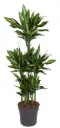 Lõhnav draakonipuu 'Cintho' P31/150cm