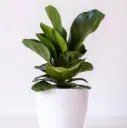 Lüüra-viigipuu 'Bambino' P27/120cm