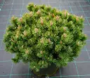 Mägimänd 'Grüne Welle' 15-25cm C5