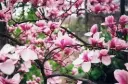 Magnoolia 'Forrest's Pink' 200-300cm C20
