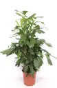 Mahe kalasabapalm P24/140cm