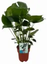 Meeldiv monstera 27/85cm