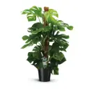 Meeldiv monstera P24/120cm
