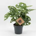 Monstera Monkey Leaf P27/160