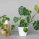 Monstera P24/120cm