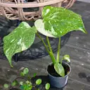 Monstera 'Thai Constellation'