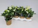 Must lumeroos Christmas Carol Early 14Ø 30cm