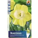 Nartsiss 'Avalon' 5tk 12/14