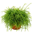 Niitjas helmekaktus Cassera 17Ø 40cm