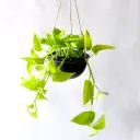 Nõelköis 'Golden Pothos' P15/40cm
