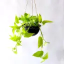 Nõelköis 'Golden Pothos' P15cm