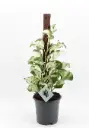 Nõelköis 'Manjula' P17/65cm