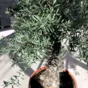 Õlipuu ehk oliivipuu bonsai 70/215