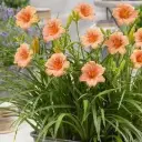 Päevaliilia 'Every Daylily Pink Wing' C5