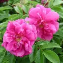 Pargiroos 'Rosa Zwerig' C3 35cm
