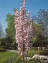Peensaagjas kirsipuu 'Amanogawa' C25 200-220