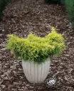 Pfitzeri kadakas 'Yellow Sapphire' 20cm C2